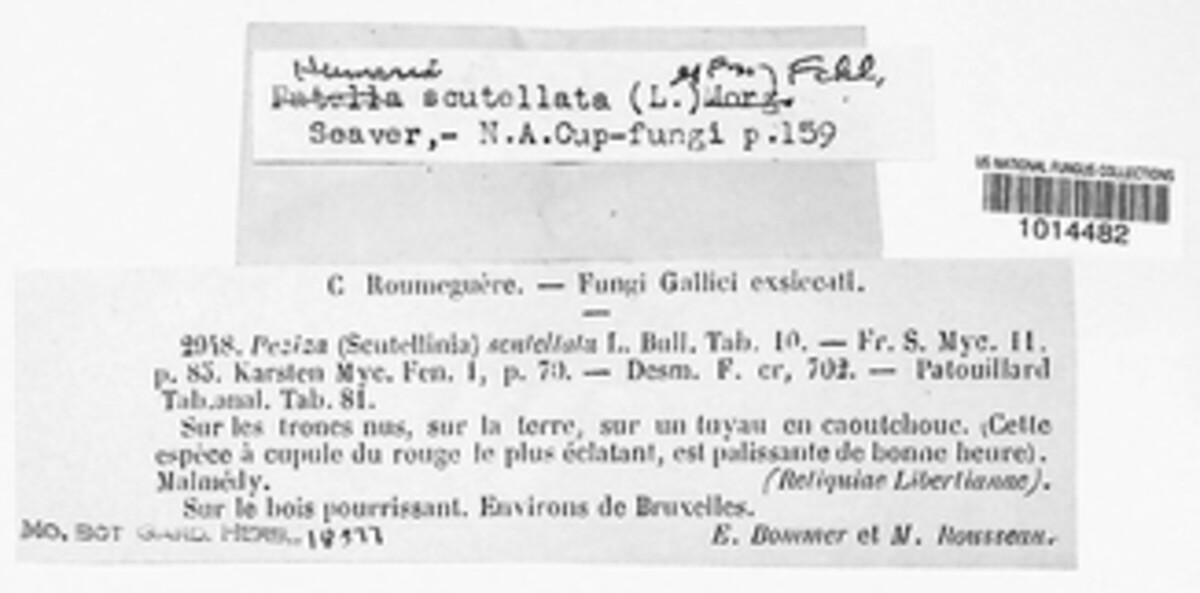 Peziza scutellata image